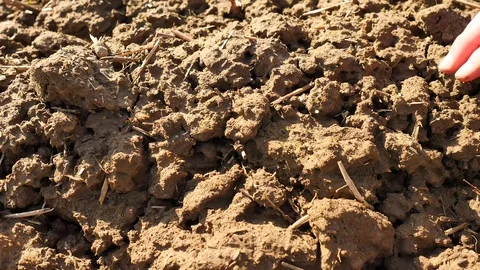 Pink skin hand looking for something in wet brown clay in the field. Gentle wind Stock Footage 73590113