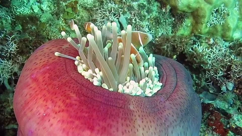 Pink Skunk Clownfish amphiprion perideraion on seaanemone tentacle , Bali Stock Footage
