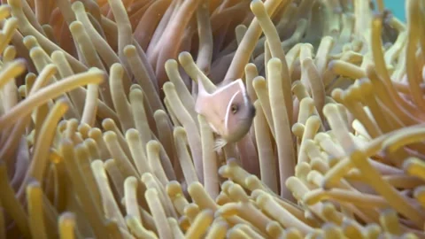 Pink Skunk Clownfish looking at the camera Stock Footage 256573055