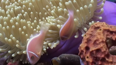 Pink Skunk Clownfish Seek Refuge Amongst the Anemone Tentacles Stock Footage 344483853