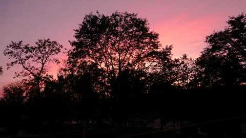 Pink sky on the background of a tree Foto stock