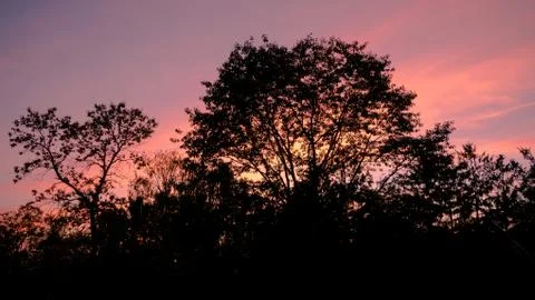 Pink sky on the background of a tree Stock Photos
