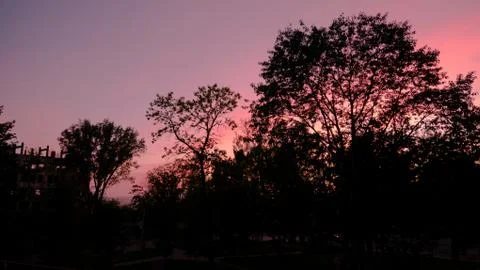 Pink sky on the background of a tree Foto stock