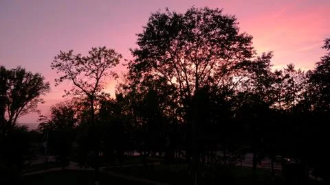 Pink sky on the background of a tree Foto stock