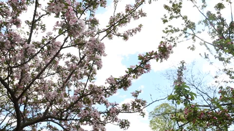 PINK SKY FLOWERS Stock Footage 183099012
