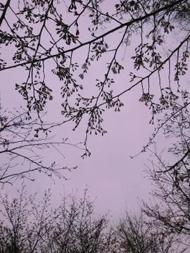 Pink Sky Stock Photos