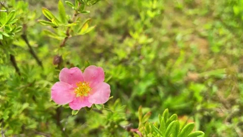 Pink small flowers on a background of grass. Place for text Stock Footage 259706956