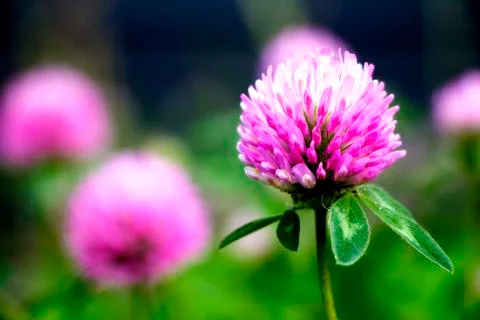 Pink Small Flowers Stock Photos