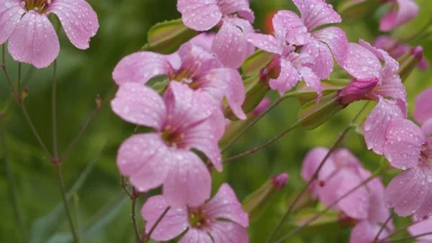 Pink small flowers under the rain in a garden Stock Footage 135331906