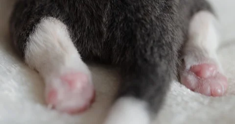 Pink small paws and tail of a newborn puppy. border collie dog Stock Footage 129740853