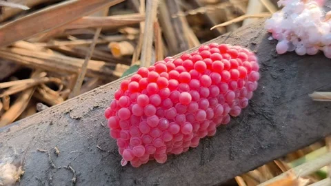 Pink Snail Eggs Stock Footage 341551766