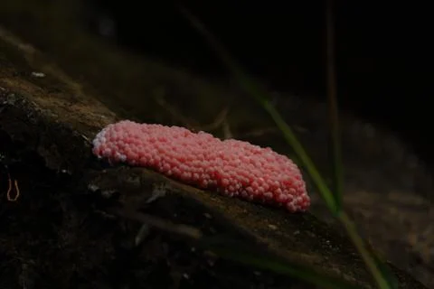 Pink snail eggs Stock Photos