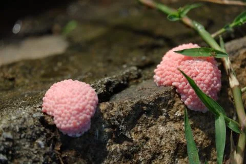Pink snail eggs Stock Photos