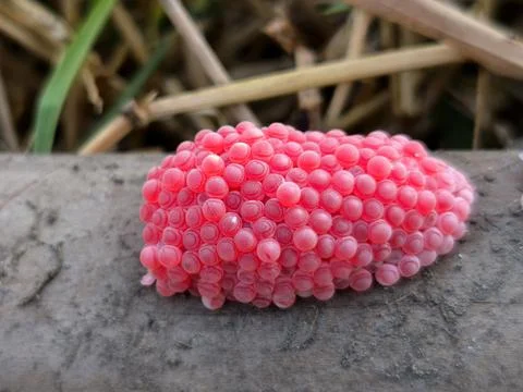 Pink Snail Eggs Stock Photos