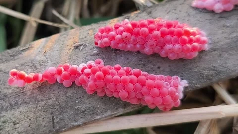 Pink Snail Eggs on Wood Stock Footage 341551530