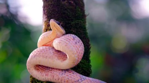 A pink snake twisted in front of a tree Foto stock