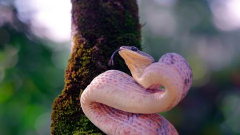 A pink snake twisted in front of a tree Stock Photos
