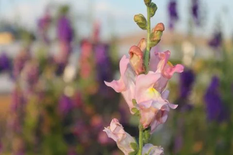 Pink Snap Dragon Foto stock