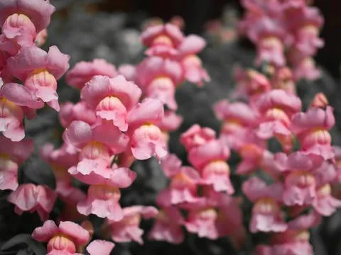 Pink Snap Dragon Stock Photos