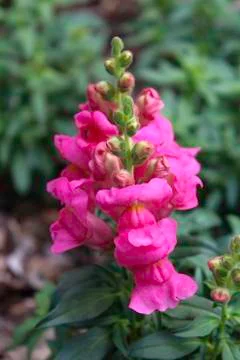 Pink Snapdradon Stock Photos