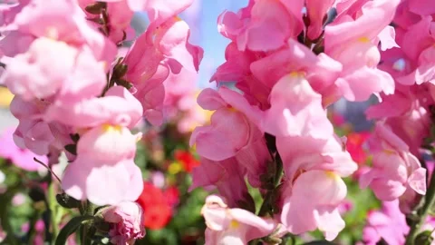 Pink Snapdragon Flowers in Bloom 库存影片 288175155