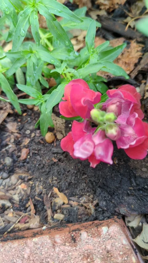Pink snapdragons of summer Stock Footage 300878178