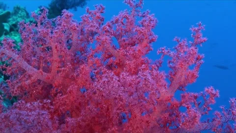 Pink Soft Coral close up with blue background Stock Footage 346470844