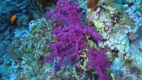 Pink soft coral . Video stock 78157436