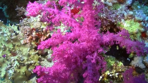 Pink soft coral Stock Footage 78208831