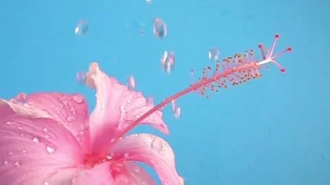 Pink soft Hibiscus flower head sprinkled with water on blue background, Slo.. Stock Footage 328575971
