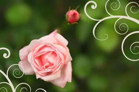 Pink soft rose close up Stock Photos