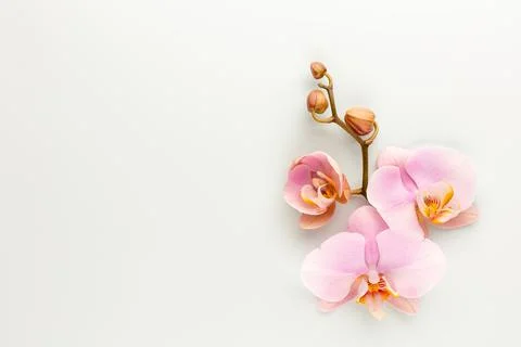 Pink spa orchid theme objects on pastel background. Stock Photos