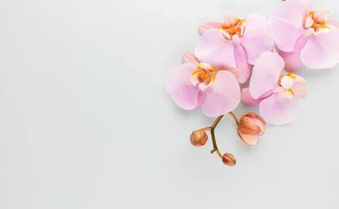 Pink spa orchid theme objects on pastel background. Stock Photos