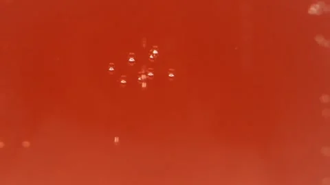 Pink sparkling wine as bubbles dance to the surface Stock Footage 295977129