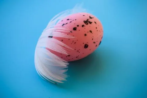 Pink Speckled Easter Egg with Soft White Feather on Blue Background Foto stock