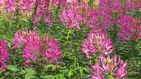 Pink Spider Flower or Cleome Hassleriana. Stock Footage 305366221
