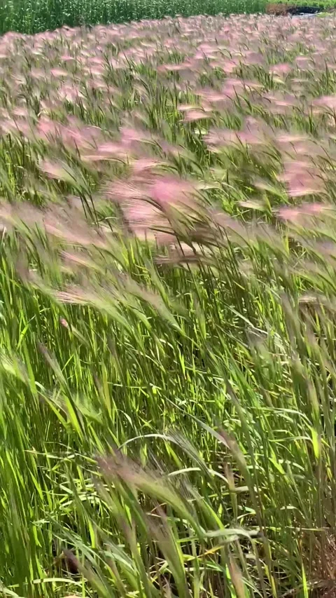 Pink spikelets developing in the wind Stock Footage 273741111