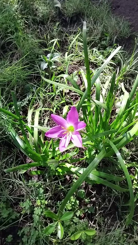 Pink Splendor Rain Lily Flower Stock Footage 342000498