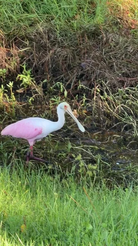 Pink Spoonbill plodding through intricate shoreline thicket. Видео 345284792