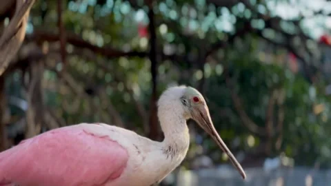 The pink spoonbill sits on a tree and straightens its wings Stock Footage 304622563