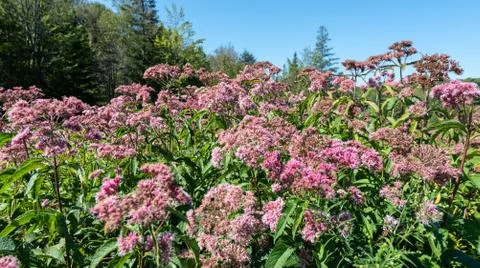 Pink Spotted Eupator in wet field Stock Photos