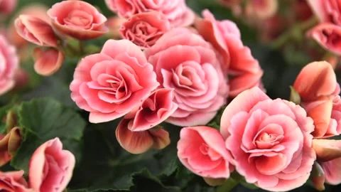 Pink spray roses Stock Footage 137863100