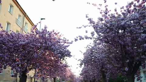 Pink spring avenue with blossoms Stock Footage 334394547