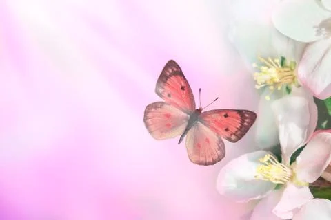 Pink spring background. Blooming tree flower with fly butterfly. Space for te Stock Photos
