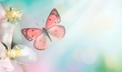 Pink spring background. Blooming tree flower with fly butterfly. Space for te Foto stock