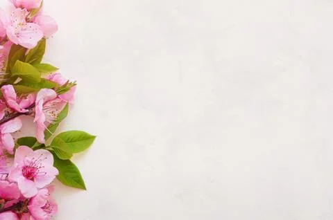 Pink spring background fresh flower on white background. Stock Photos