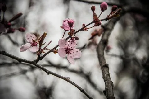 Pink Spring Blossom Stock Photos
