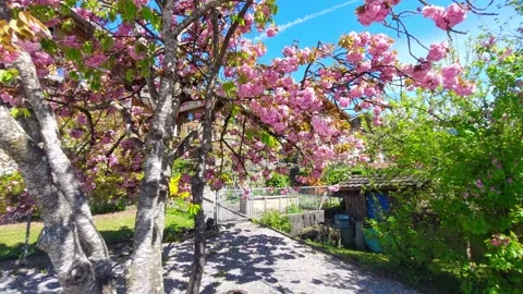 Pink Spring Blossom Tree Close Up, Brienz Switzerland 4K Stock Footage 341279647