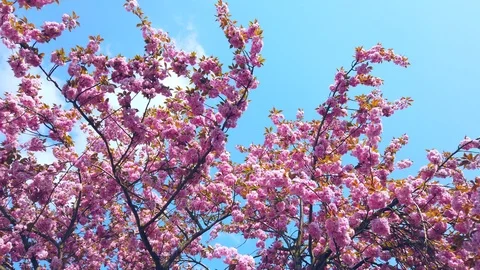 Pink spring blossoms and a blue sky Stock Footage 106944679