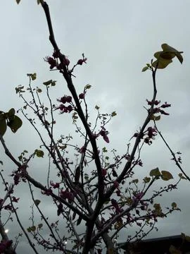 Pink Spring Blossoms on Branches Against Gray Sky Stock Photos